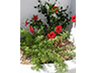 Red flowers in the courtyard of the Solaris hotel in Folegandros island, Cyclades, Greece