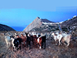 Sheep and the Chora village of Folegandros, Cyclades, Greece